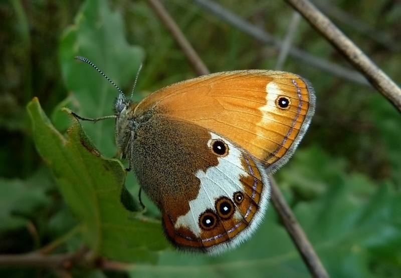 Le Coenonympha dell''Italia centrale